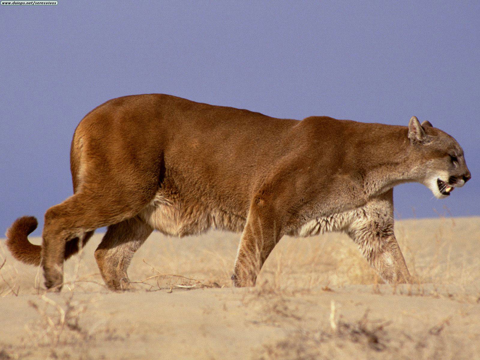 is a puma a mountain lion